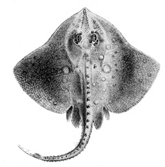 raja maderensis02.jpg